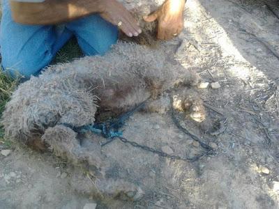 VELLA - ENCONTRADA CON UNA PATA TRASERA ATADA A LA CABEZA.