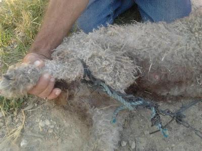 VELLA - ENCONTRADA CON UNA PATA TRASERA ATADA A LA CABEZA.