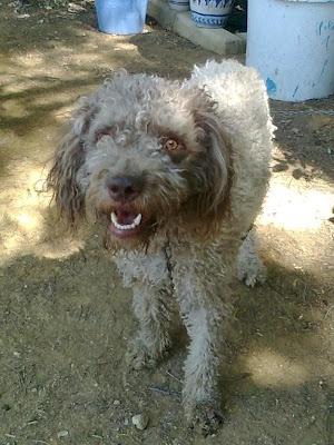 VELLA - ENCONTRADA CON UNA PATA TRASERA ATADA A LA CABEZA.