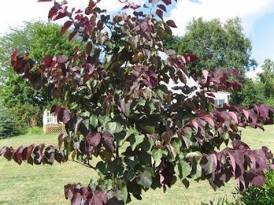 Una lección de Biología Vegetal