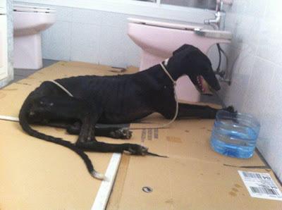 VIERNES rescatado de un poblado chabolista en Almeria.