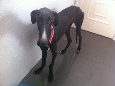 VIERNES rescatado de un poblado chabolista en Almeria.