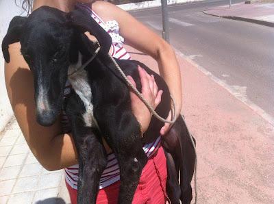 VIERNES rescatado de un poblado chabolista en Almeria.