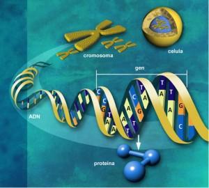 La secuenciacion del genoma humano a punto de ingresar al area clinica.