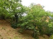 Castaños Centenarios