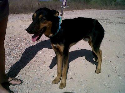 GALGA Y PASTOR, URGE ACOGIDA Y AYUDA ECONÓMICA PARA VETERINARIO. (VALENCIA)