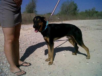 GALGA Y PASTOR, URGE ACOGIDA Y AYUDA ECONÓMICA PARA VETERINARIO. (VALENCIA)