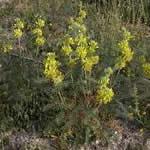 fotos plantas medicinales Astragalo