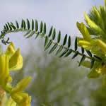 fotos plantas medicinales Astragalo