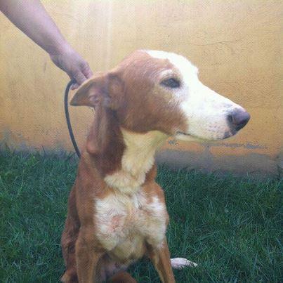 Foto: Abuelita muy urgente en la perrera  RASPITA, podenquita de 8 años, Delicada, cariñosa, simpática, dulce, tranquila, espera una familia que le de amor  Contacto : Isabel 669521006