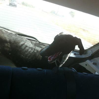 Foto: VIERNES desde hace unos meses siempre era visto comiendo los desperdicios que se encontraban junto a los contenedores de basura, lo bautizamos flecha en un principio ya que era imposible rescatarlo de la calle comenzaba a correr y a correr… adentrándose en un barrio donde habitan solo personas de etnia gitana de la localidad de Campohermoso-Nijar (Almeria)… Esta semana fue nuevamente visto comiendo por lo que una voluntaria de la Huella Roja y una voluntaria de la asociación Pupeka , decidieron adentrarse en el poblado para hablar con “su dueño”…. Al menos 20 personas se acercaron al verlas allí,,, pudieron localizarlo finalmente, éste se negó rotundamente a entregarlo ya que decía : “EL PERRO VALE MUCHO PARA REGALARLO”,, no daban crédito un perro escuálido, enfermo, en estado de deshidratación y no lo entregaba… finalmente …. Tras mantener una conversación consiguieron que lo cediera a la asociación. Actualmente se encuentra en una Casa de acogida en almeria, la misma casa que tiene a nuestro Fidel, debe de recuperarse. Esta semana irá a hacerse los análisis.. tiene apenas un año, macho,,, si quieres adoptar a Viernes contacta con lahuellaroja.almeria@gmail.com