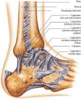 Ejercicios para estirar el tobillo