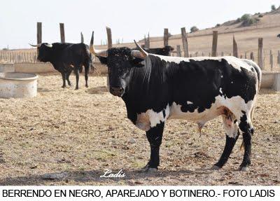 PARAISO DEL BERRENDO : JÓDAR Y RUCHENA TOROS DE EXPOSICIÓN