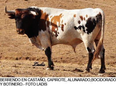 PARAISO DEL BERRENDO : JÓDAR Y RUCHENA TOROS DE EXPOSICIÓN