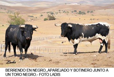 PARAISO DEL BERRENDO : JÓDAR Y RUCHENA TOROS DE EXPOSICIÓN