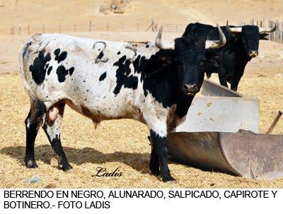 PARAISO DEL BERRENDO : JÓDAR Y RUCHENA TOROS DE EXPOSICIÓN