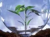 hacen incubadoras negocios