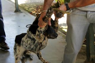 NECESITAMOS LLEVARLOS A MADRID ESTA SEMANA
