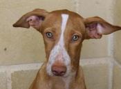 Dylan espera Málaga