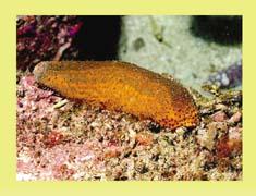 Conociendo los pepinos de mar un animal bastante extraño (Holothuroidea)