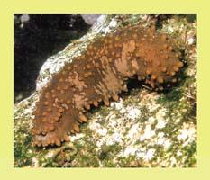Conociendo los pepinos de mar un animal bastante extraño (Holothuroidea)