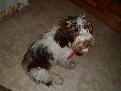 PERRO AGUAS, 5 MESES, BLANCO CHOCOLATE. JEREZ (CADIZ)