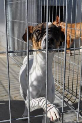 SOLO QUEDA HARRY, LE VAN A SACRIFICAR!! ES MUY JOVENCITO, POR FAVOR ES MUY URGENTE!