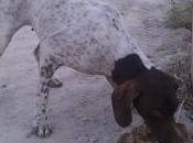 Ayuda desesperada para pointer. (murcia)