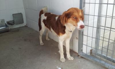 SOLO HASTA EL VIERNES, PARA SALVARLA DE LA PERRERA DUNA. LA PUEBLA DE CAZALLA (SEVILLA)