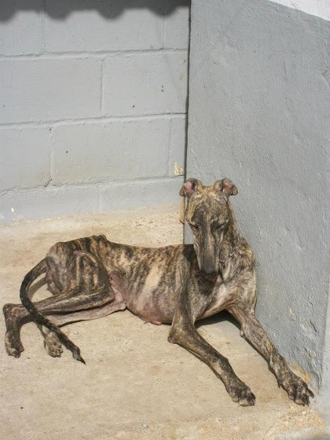 Galga en los huesos en la perrera de MAIRENA. URGE sacarla!!