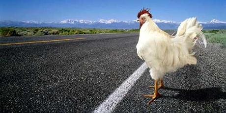 ¿Por qué el pollo cruzó la carretera?