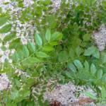 fotos plantas medicinales Regaliz