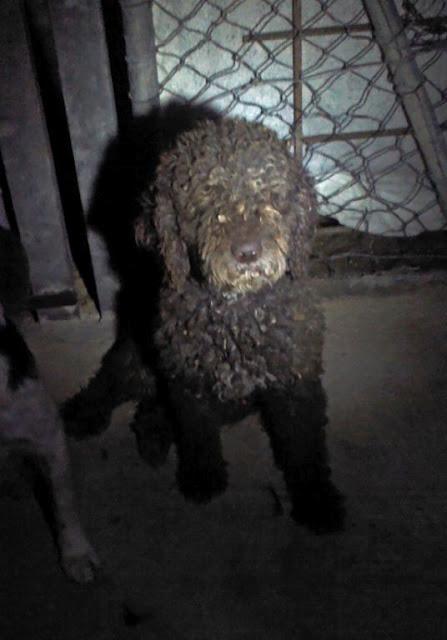 Perros sacados del canal en una cantera, si no se sacan el dueño los echa a la carretera..PTO DE STA MARIA (CADIZ)