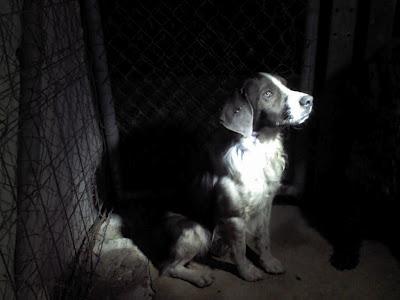 Perros sacados del canal en una cantera, si no se sacan el dueño los echa a la carretera..PTO DE STA MARIA (CADIZ)