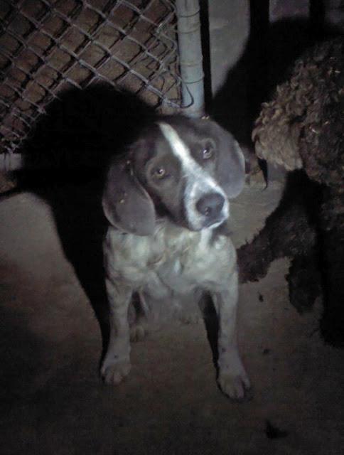 Perros sacados del canal en una cantera, si no se sacan el dueño los echa a la carretera..PTO DE STA MARIA (CADIZ)