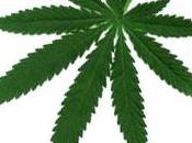 Marihuana ¿completamente nociva?