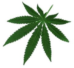 Marihuana ¿Completamente nociva?