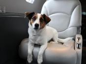 1570 euros viaja avión perro sentado lado privado