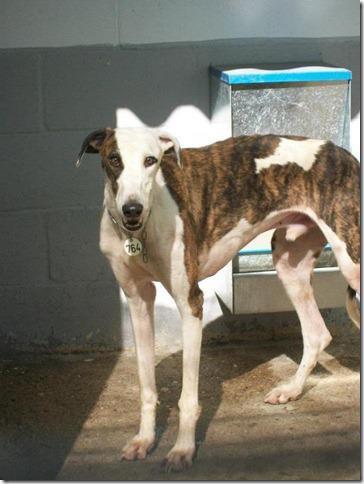 Geky es un galgo aterrado, necesita una familia que le haga olvidar.