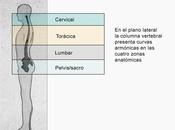 columna vertebral vista frente perfil