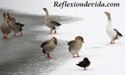 Una Lección de las Aves