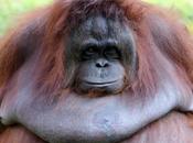 Entender problemas alimentarios podría fácil orangutanes