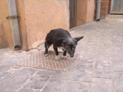 Foto: Esta chiquitina viejita se difundió por varias páginas , TIENE CASA DE ACOGIDA pero no la encuentran , por favor si eres de Cenicero ( La Rioja), si tienes contactos alli, difunde que quien la vea LA RECOJA TIENE ACOGIDA , tiene un sofá, un rincón al solecito ,comida y agua... pero sobretodo cariño a raudales esperandola . Si la encontrais por favor llamad a 679433256 que es quien la espera en su casa o por privado aqui GRACIAS