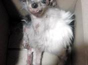 Perro quemado acido Renteria, busca información dueño