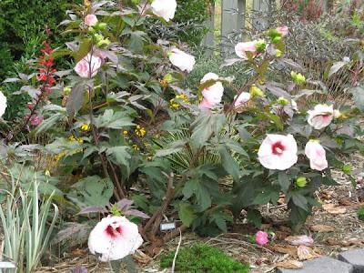 Cómo crecer Hibiscus Hardy o Rose Mallow