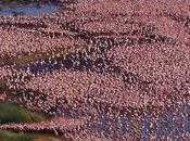 Maasai Mara, Gran Migración