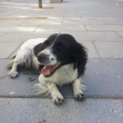 Foto: Os presento a Gabhana , la amideña de casa recien llegada, es una cruce de setter (pequeñta, unos 6 kilos) que llevaba varios días abandona por Miajadas, finalmente la encontraron cruzando la carretera mas peligrosa , cuando se dio cuenta que la querían coger se acercó  a Marisol arrantrándose y dejándo un regero de pipi en el asfalto ... en cuanto se dio cuenta que no le haria daño , cambio por completo y se ha descubierto como una perra sociable, muy juguetona y cariñosa , tendrá sobre el año , se le calcula el nacimiento en 2011 y solo sirve para cazar caricias  contacto: marisolamidea@gmail.com