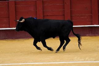 NOVILLADA DE SALDO (Crónica 1º festejo Feria de la Vendimia)