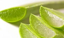 Contenido de Yodo del Aloe Vera