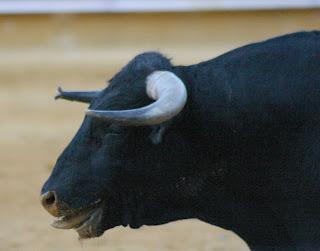 TRIPLE SALIDA A HOMBROS EN PRIEGO EN UNA TARDE HUÉRFANA DE TOREO